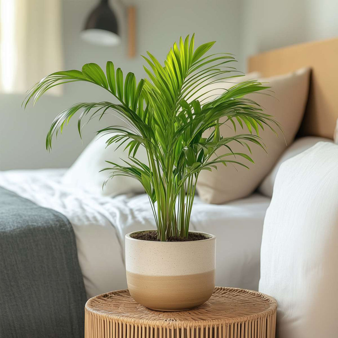 Dypsis Lutescens - Set van 2 - Areca