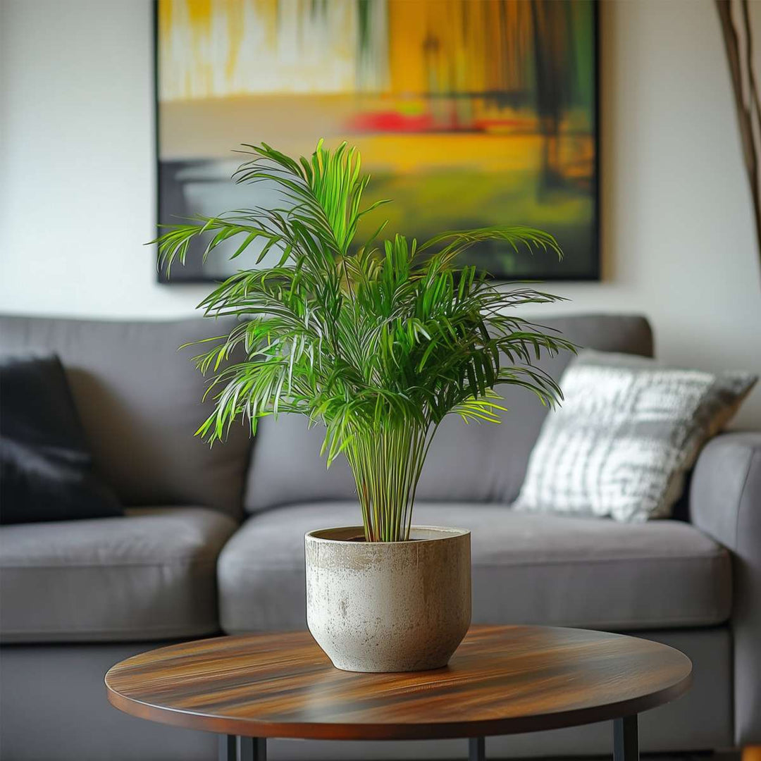 Dypsis Lutescens - Set van 2 - Areca