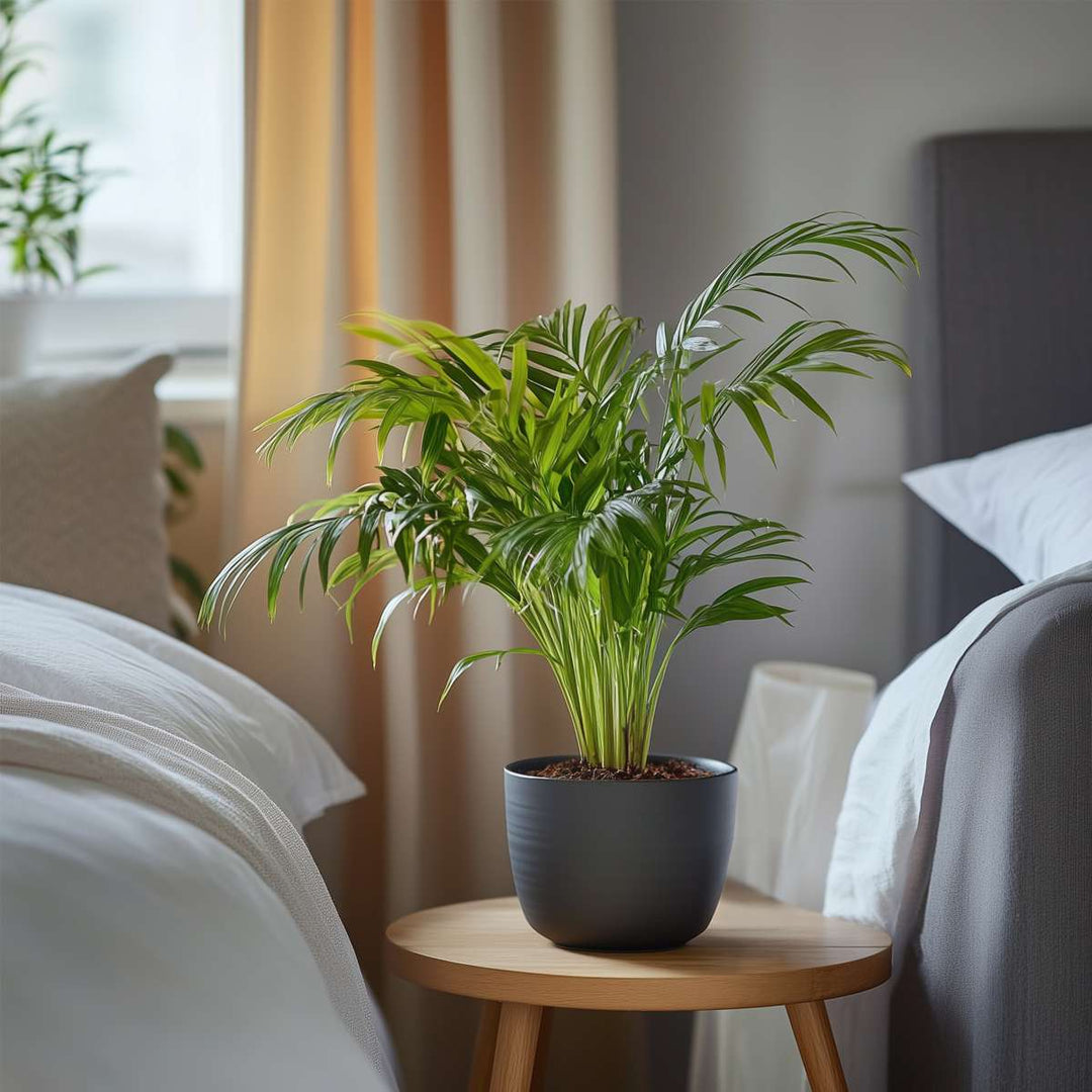 Dypsis Lutescens - Set van 2 - Areca