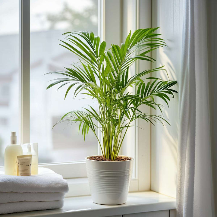 Dypsis Lutescens - Set van 2 - Areca