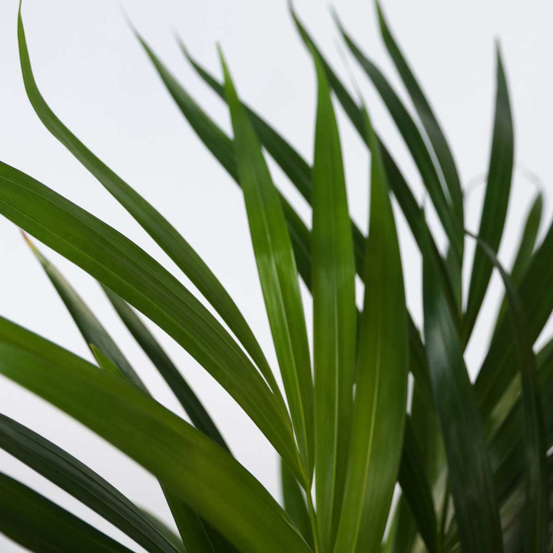 Dypsis Lutescens - Set van 2 - Areca