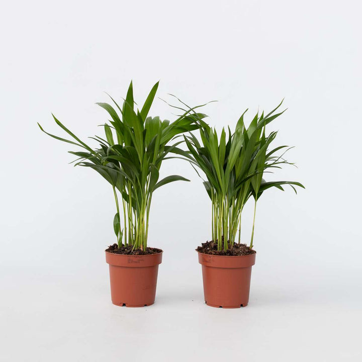 Dypsis Lutescens - Set van 2 - Areca