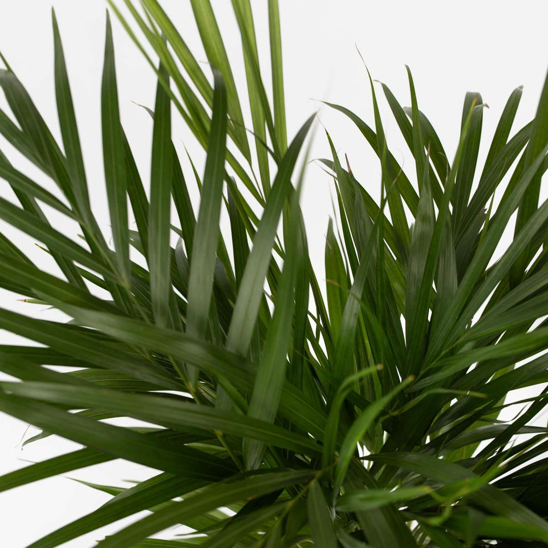 Dypsis Lutescens - Set van 3 - Areca