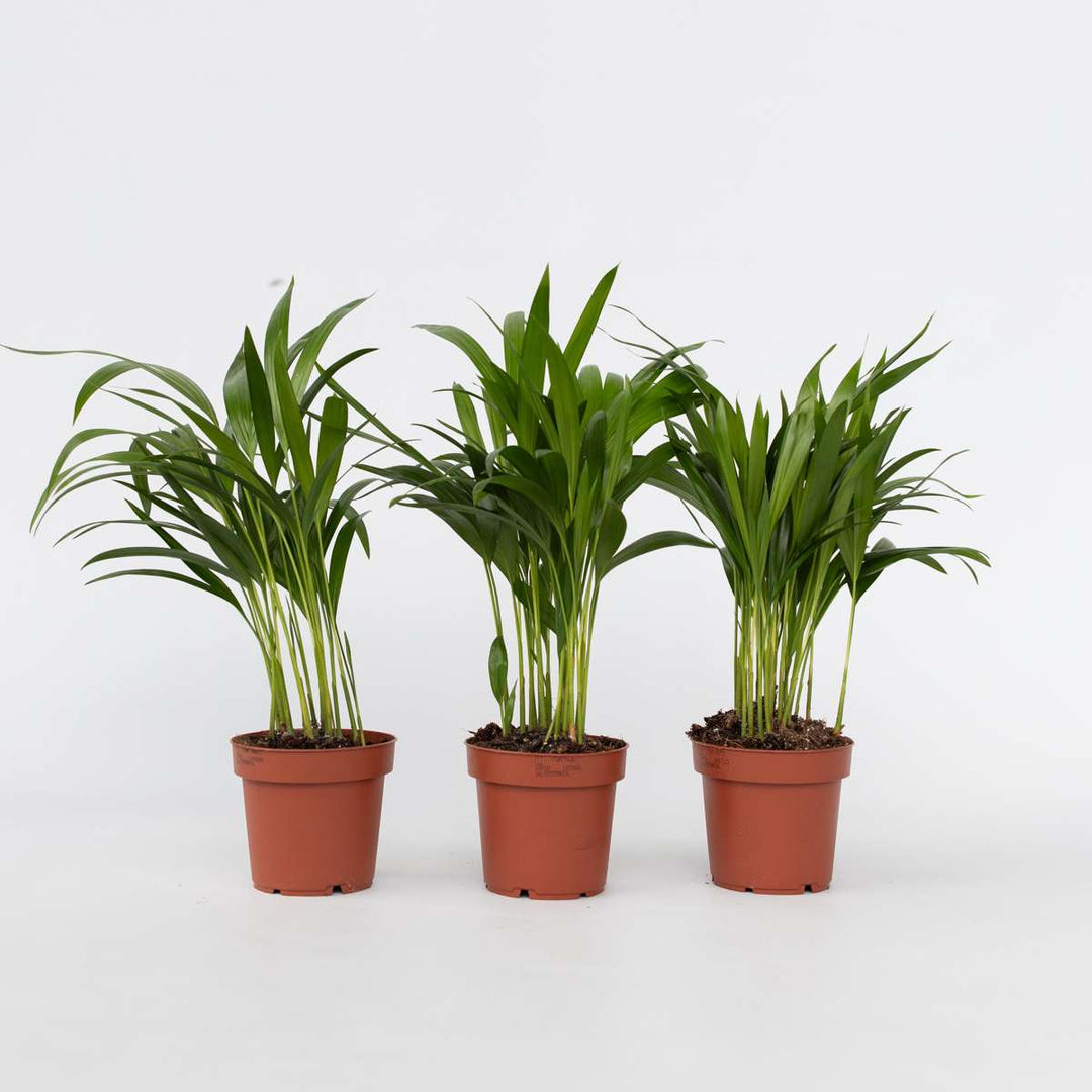 Dypsis Lutescens - Set van 3 - Areca