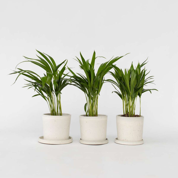 Dypsis Lutescens - Set van 3 - Areca