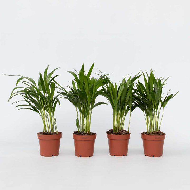 Dypsis Lutescens - Set van 4 - Areca