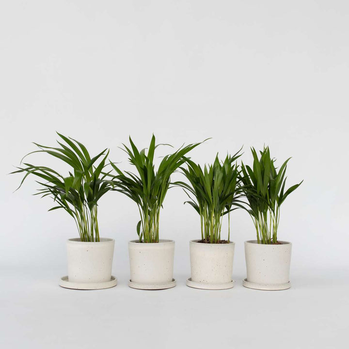 Dypsis Lutescens - Set van 4 - Areca