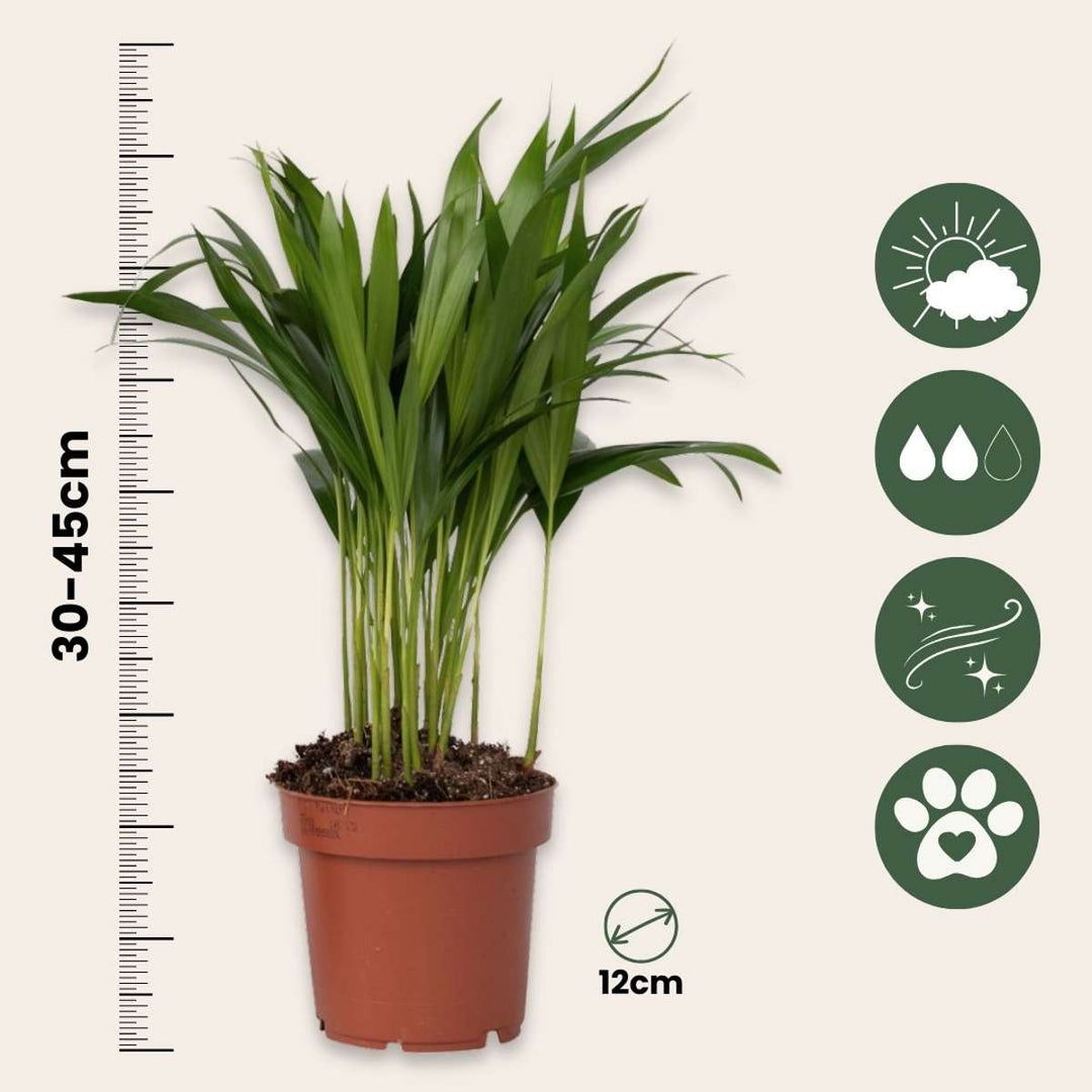 Dypsis Lutescens - Set od 4 - Areka - FloraStore