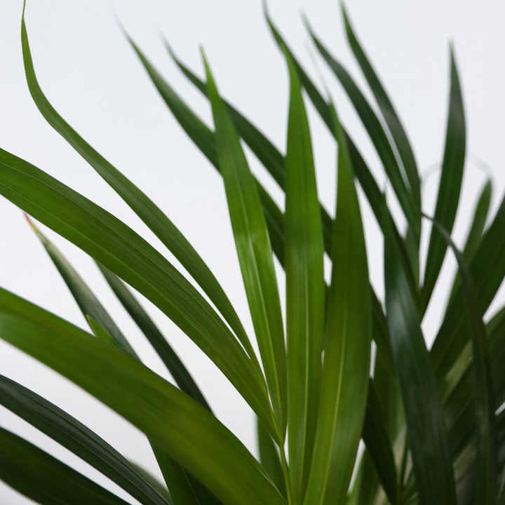 Dypsis Lutescens - Areca - Goudpalm - Kamerplant