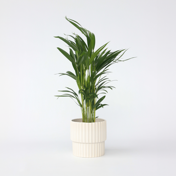 Dypsis Lutescens - Areca - Goudpalm - Kamerplant