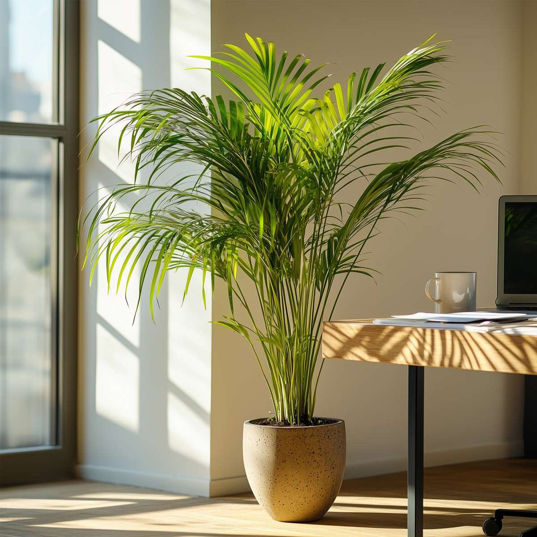 Dypsis Lutescens - Sets van 2 - Inclusief plantenvoeding