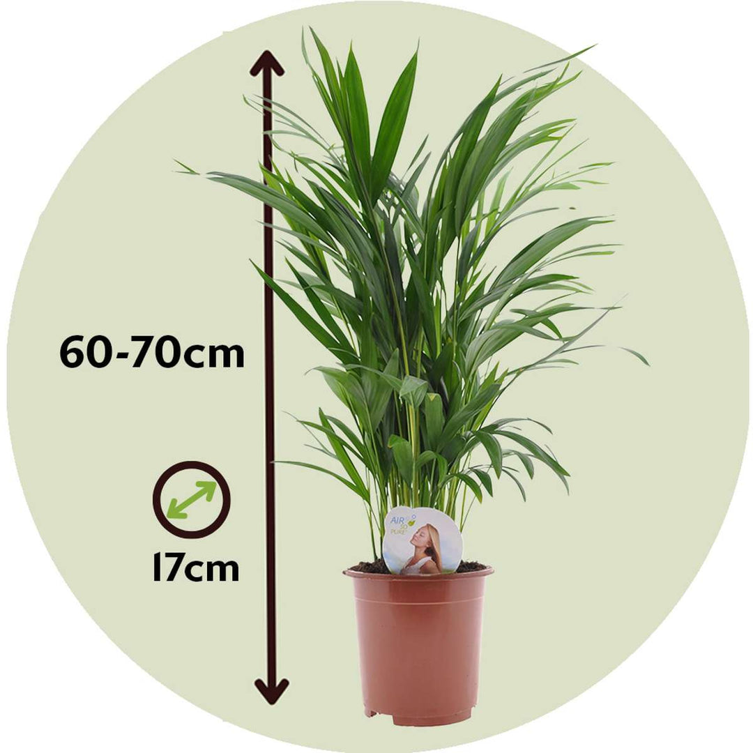 Dypsis Lutescens - Sets van 2 - Inclusief plantenvoeding