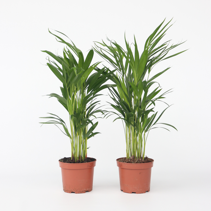 Dypsis Lutescens - Set van 2 - Areca