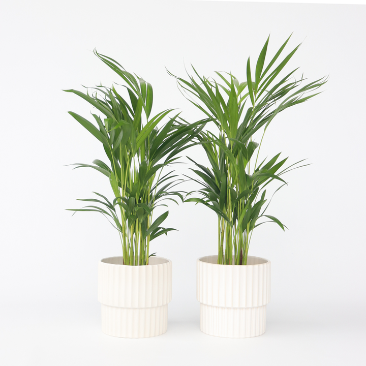 Dypsis Lutescens - Set van 2 - Areca