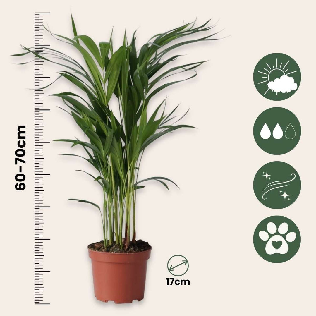 Dypsis Lutescens - Set of 2 - Areca - FloraStore