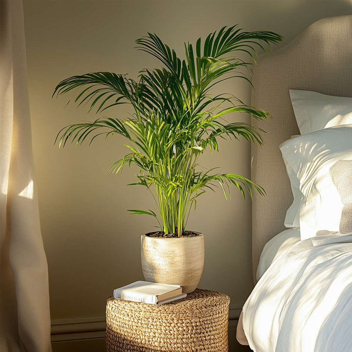 Dypsis Lutescens - Set van 4 - Areca