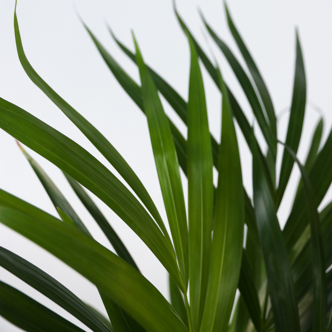 Dypsis Lutescens - Set van 4 - Areca