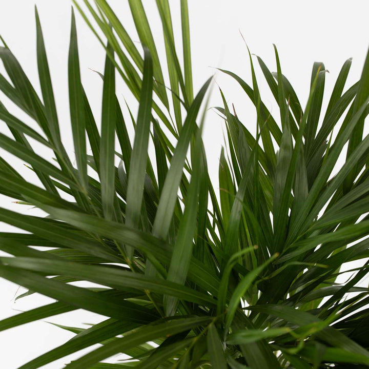 Dypsis Lutescens - Set van 4 - Areca