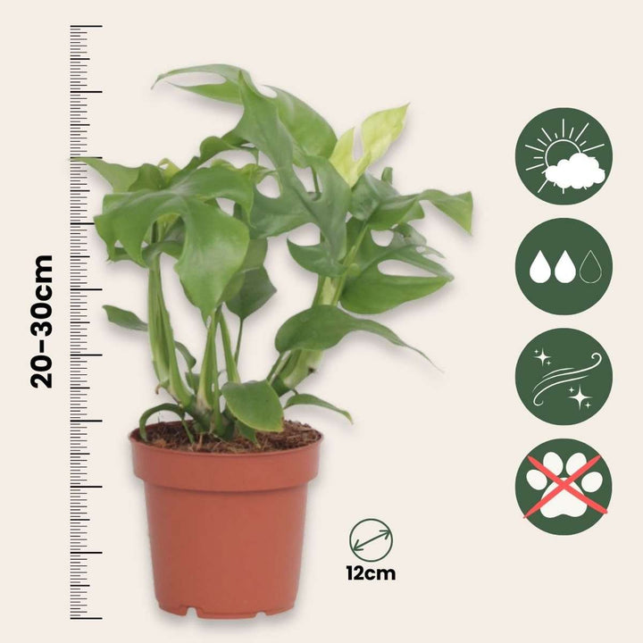 Rhaphidophora tetrasperma - Set van 2 - Monstera minima