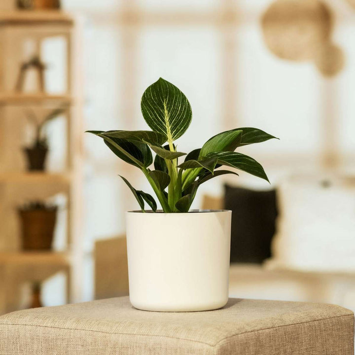 Philodendron 'White Wave'