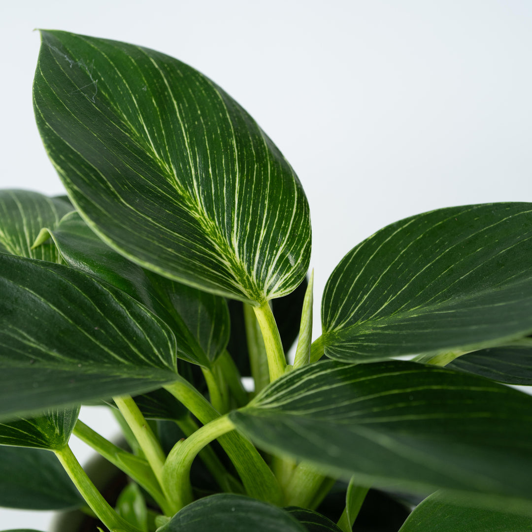 Philodendron 'White Wave'