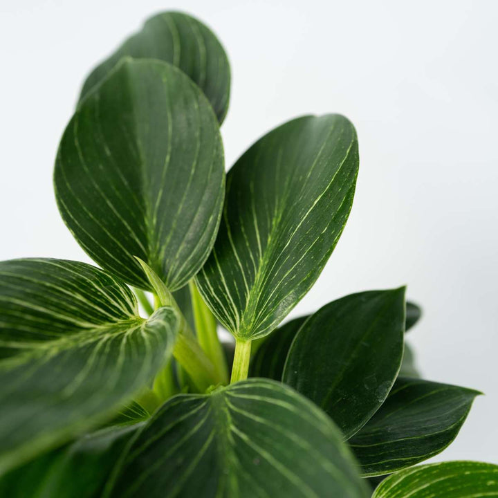 Philodendron 'White Wave' - Set van 2