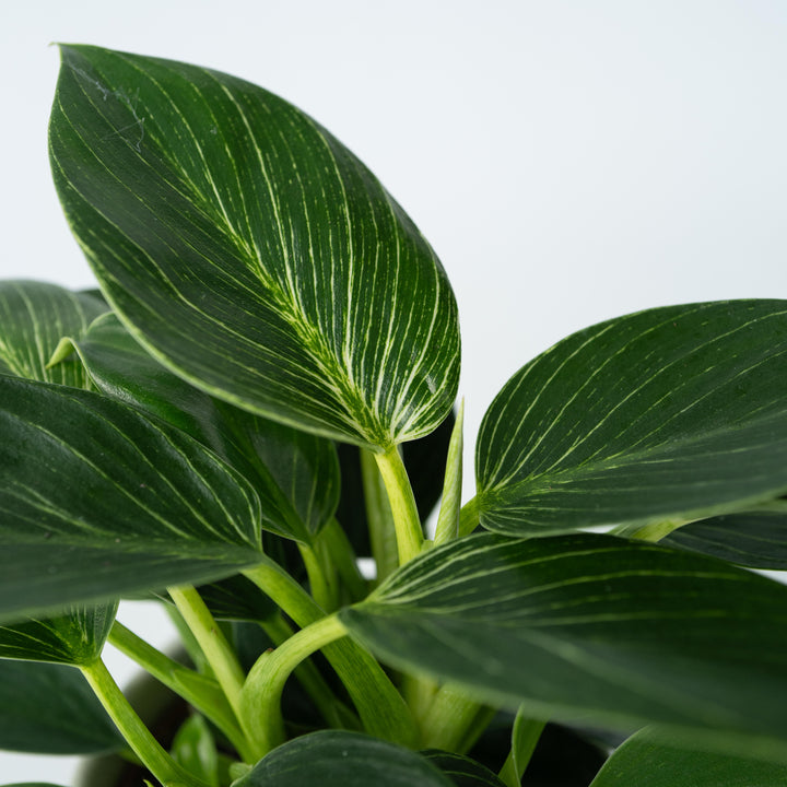 Philodendron 'White Wave' - Set van 2