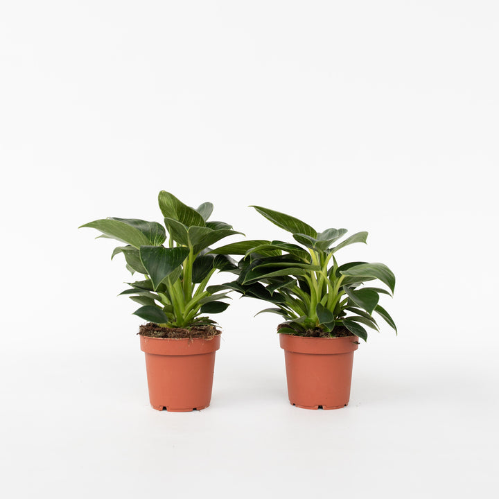 Philodendron 'White Wave' - Set van 2