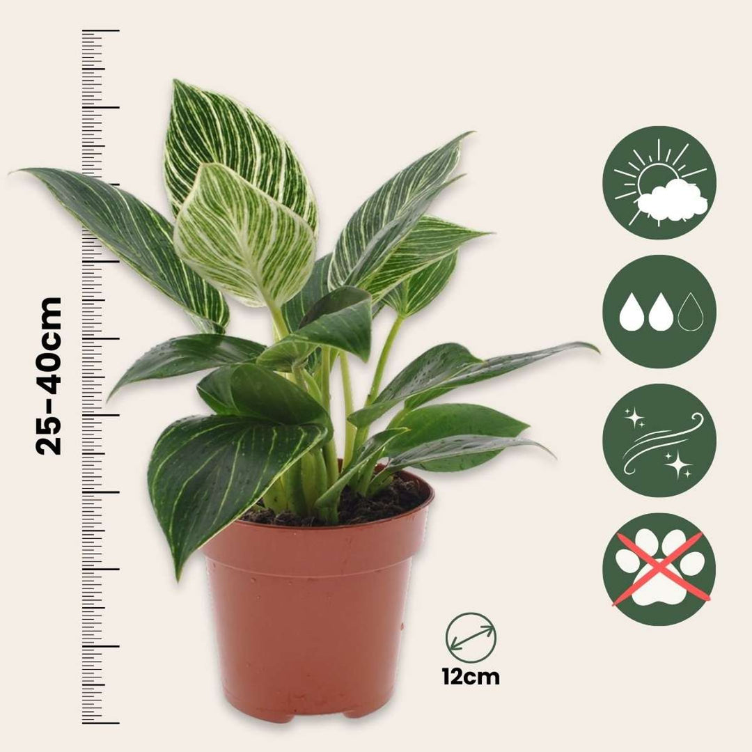 Philodendron 'White Wave' - Set van 2