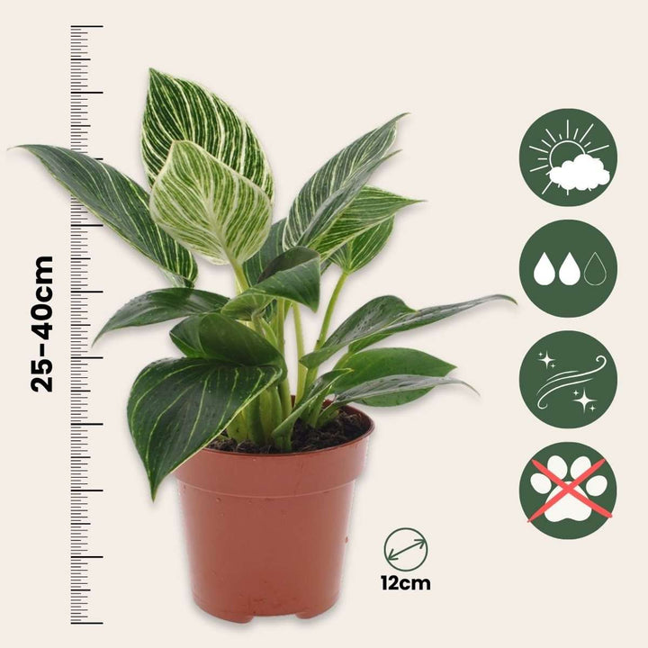 Philodendron 'White Wave' - Set van 2