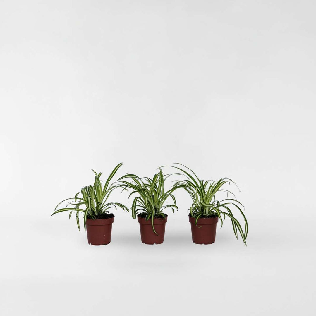 Chlorophytum comosum 'Atlantic' - Set van 3