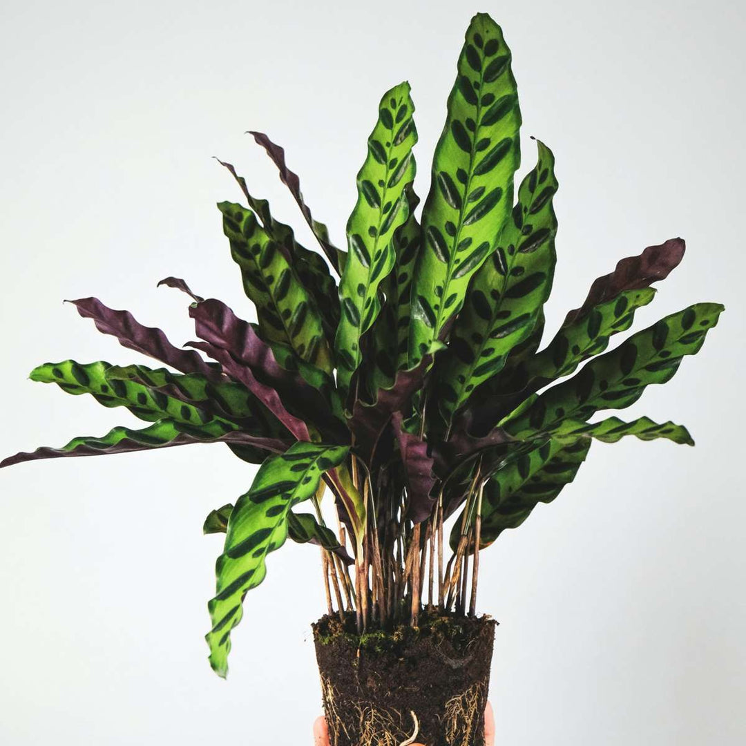 Calathea Insignis - Set van 2 - Marantaceae