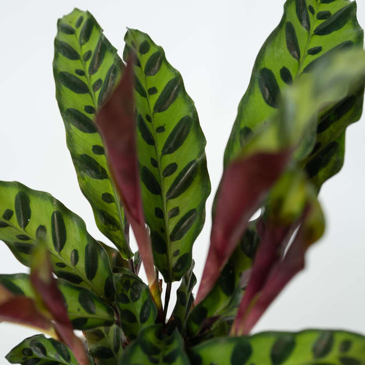 Calathea Insignis - Set van 2 - Marantaceae