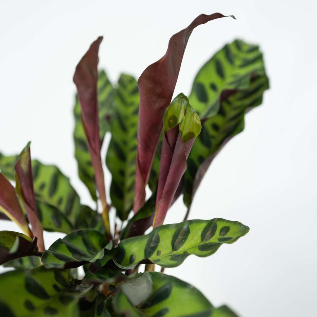 Calathea Insignis - Set van 2 - Marantaceae