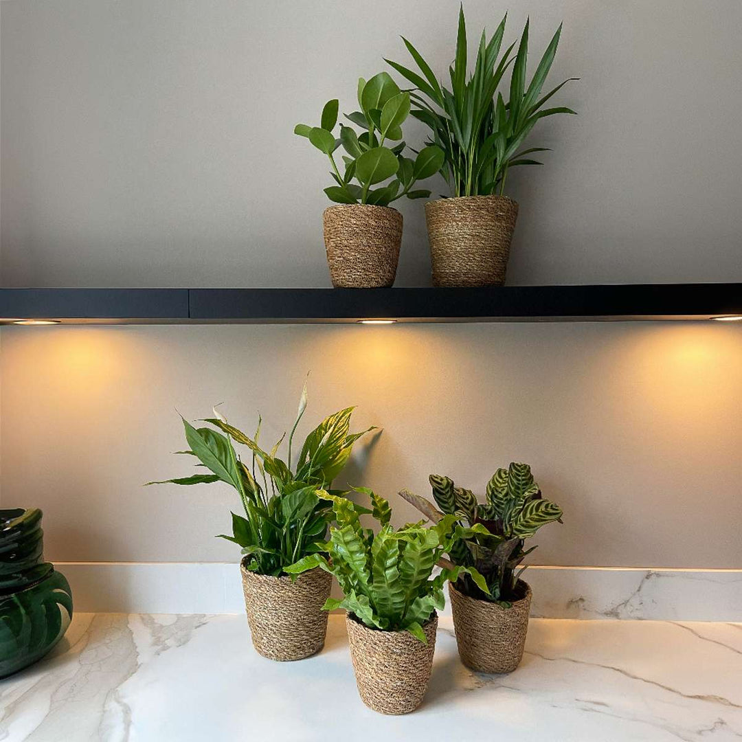 Zeegras mand 'Gaby Naturel ' - Voor plant met potmaat 12cm