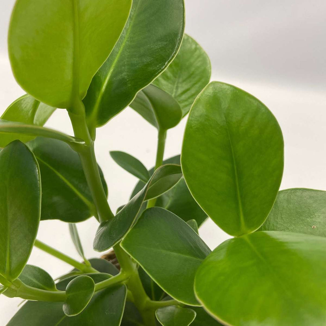 Luchtzuiverende kamerplanten - Mix van 5 stuks