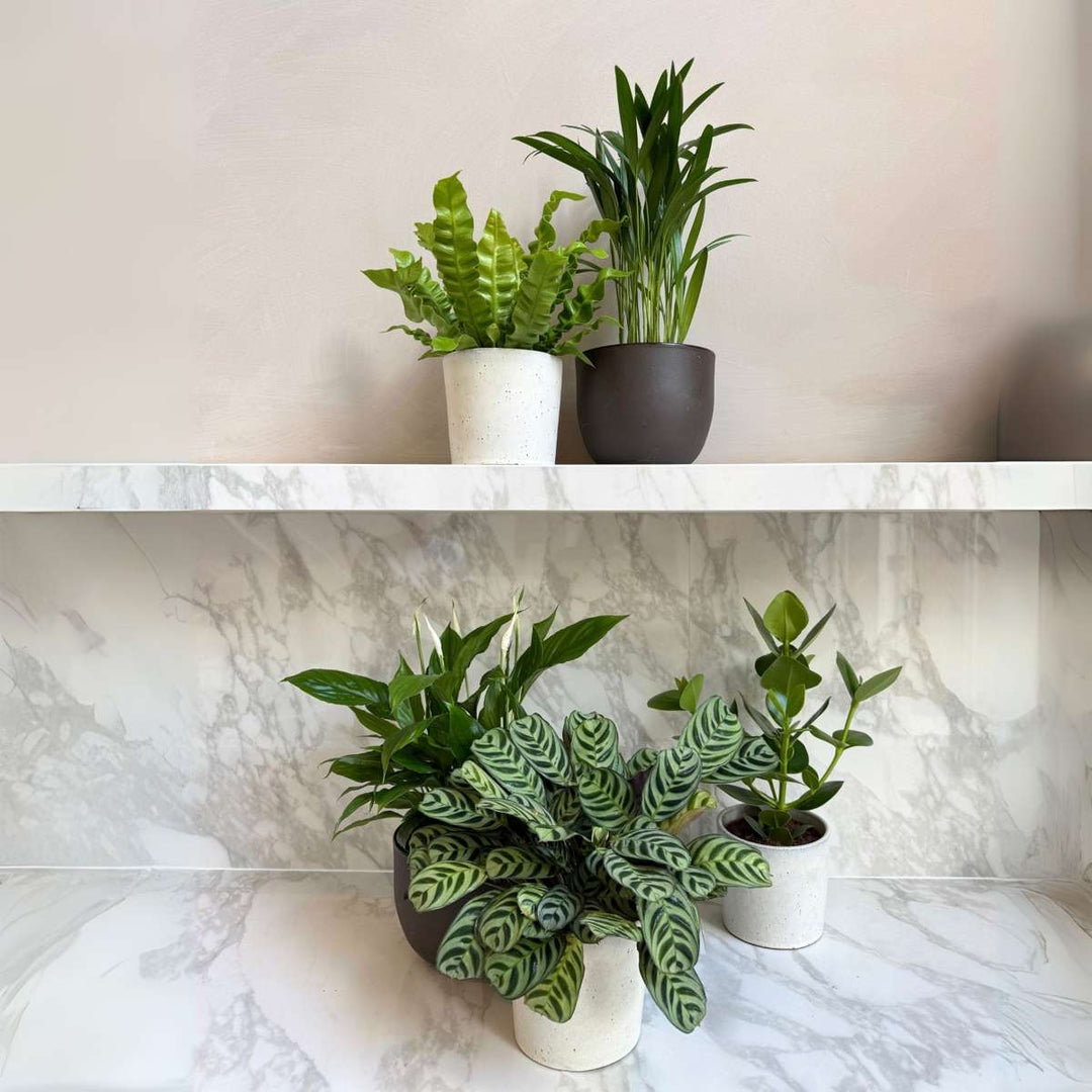 Luchtzuiverende kamerplanten - Mix van 5 stuks