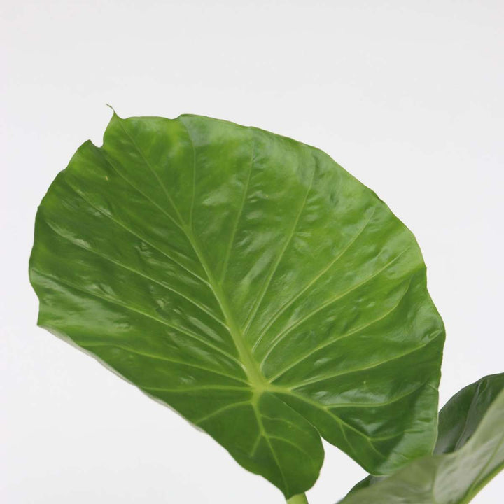 Alocasia, Clusia, Areca - Mix van 3