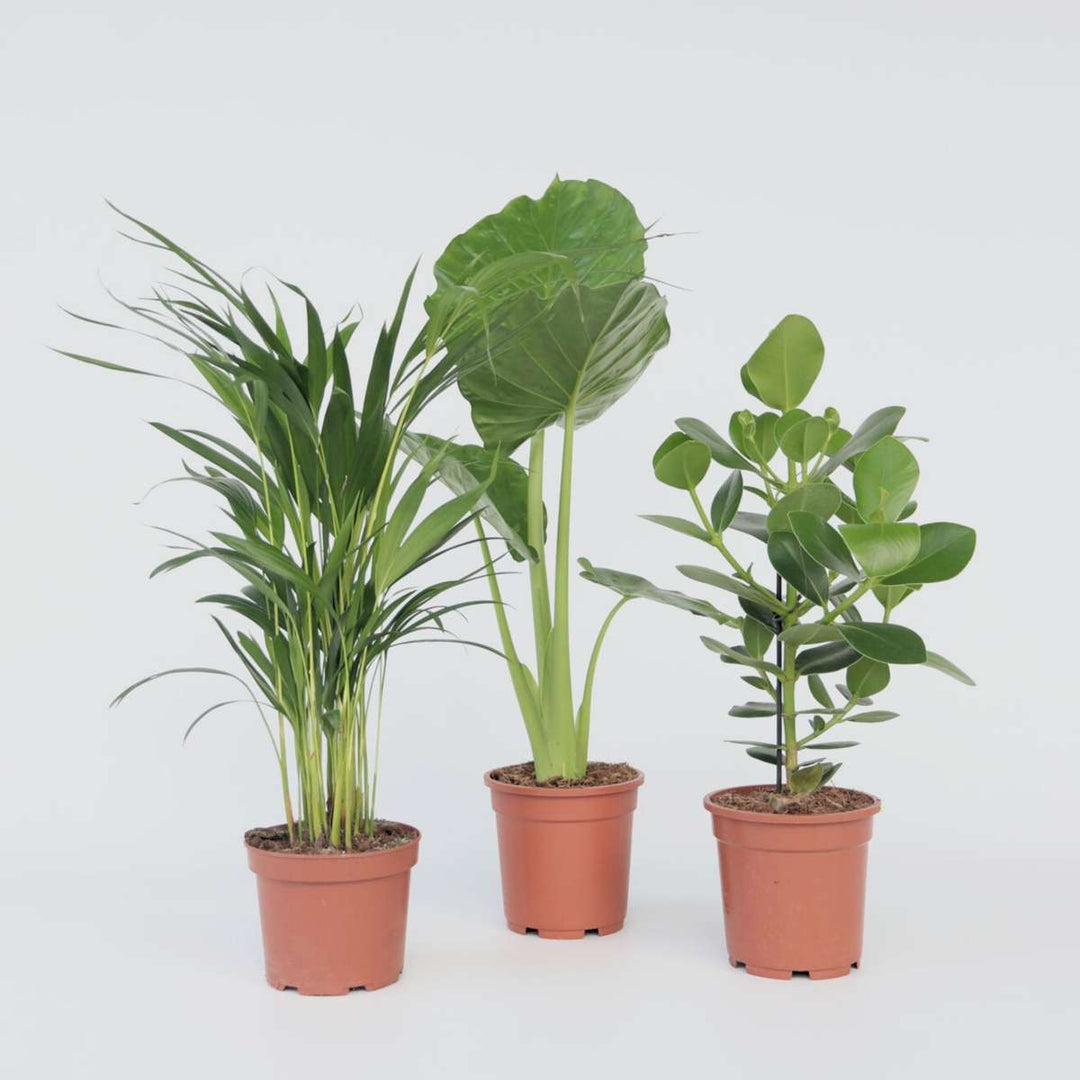 Alocasia, Clusia, Areca - Mix van 3