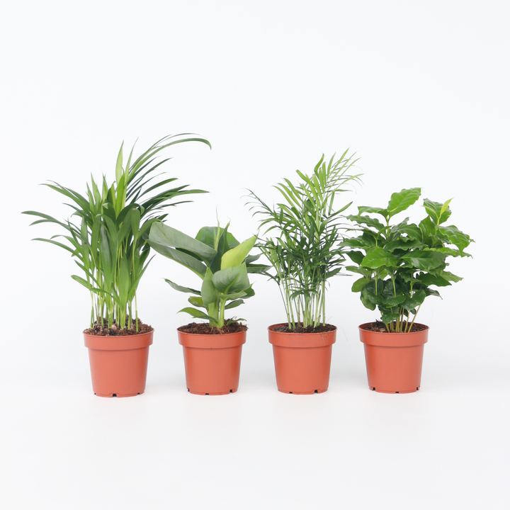 Trendy Thuis - Set van kamerplanten