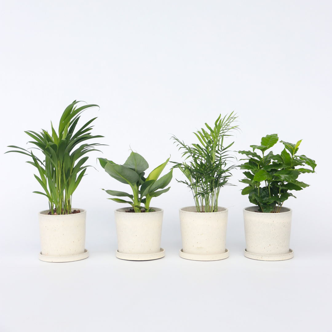 Trendy Thuis - Set van kamerplanten