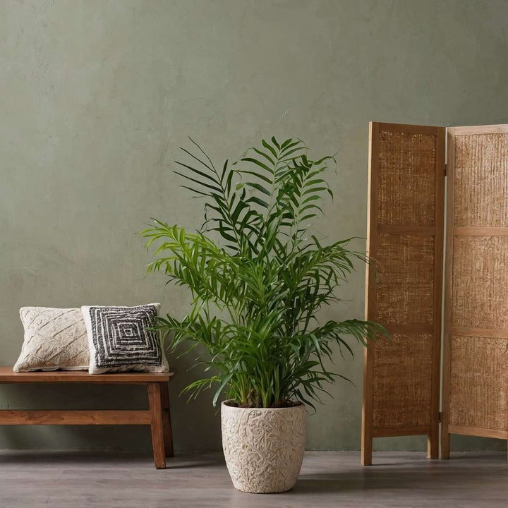 Mini-palmen - Set van 2 - Dypsis, Chamaedorea