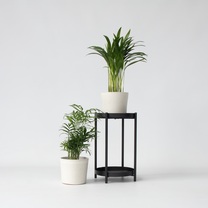 Mini-palmen - Set van 2 - Dypsis, Chamaedorea