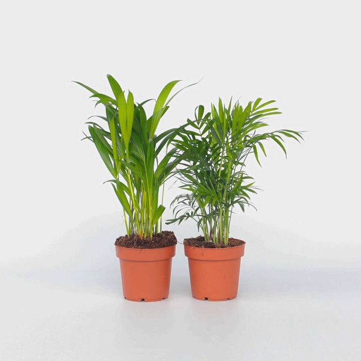 Mini-palmen - Set van 2 - Dypsis, Chamaedorea