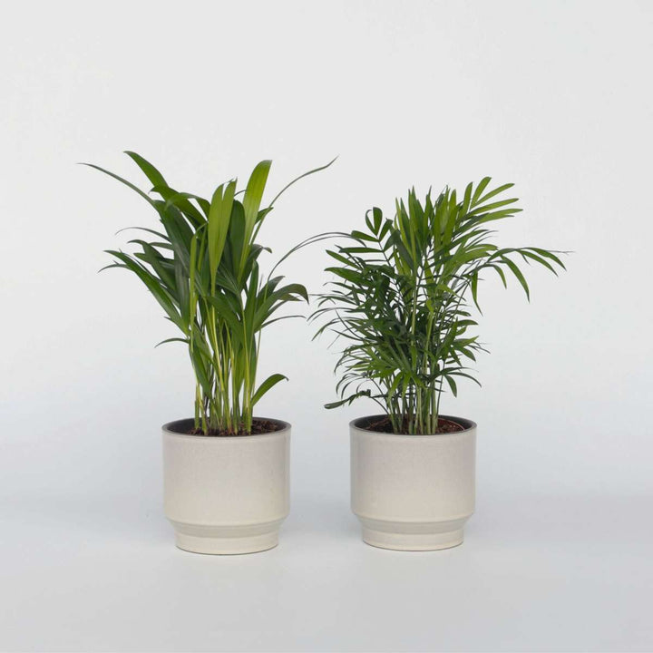 Mini-palmen - Set van 2 - Dypsis, Chamaedorea