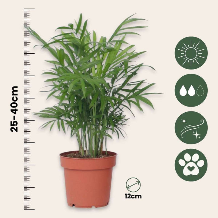 Mini-palmen - Set van 2 - Dypsis, Chamaedorea