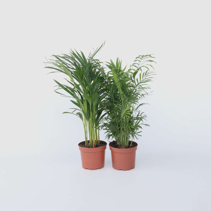 Areca, Chamaedorea - Mix van 2