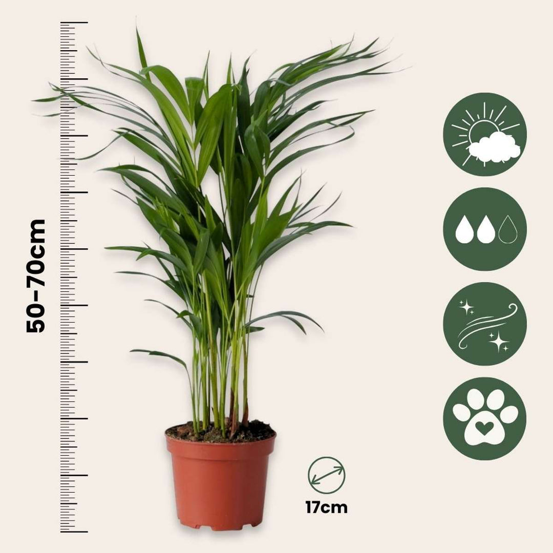 Areca, Chamaedorea – Mix 2