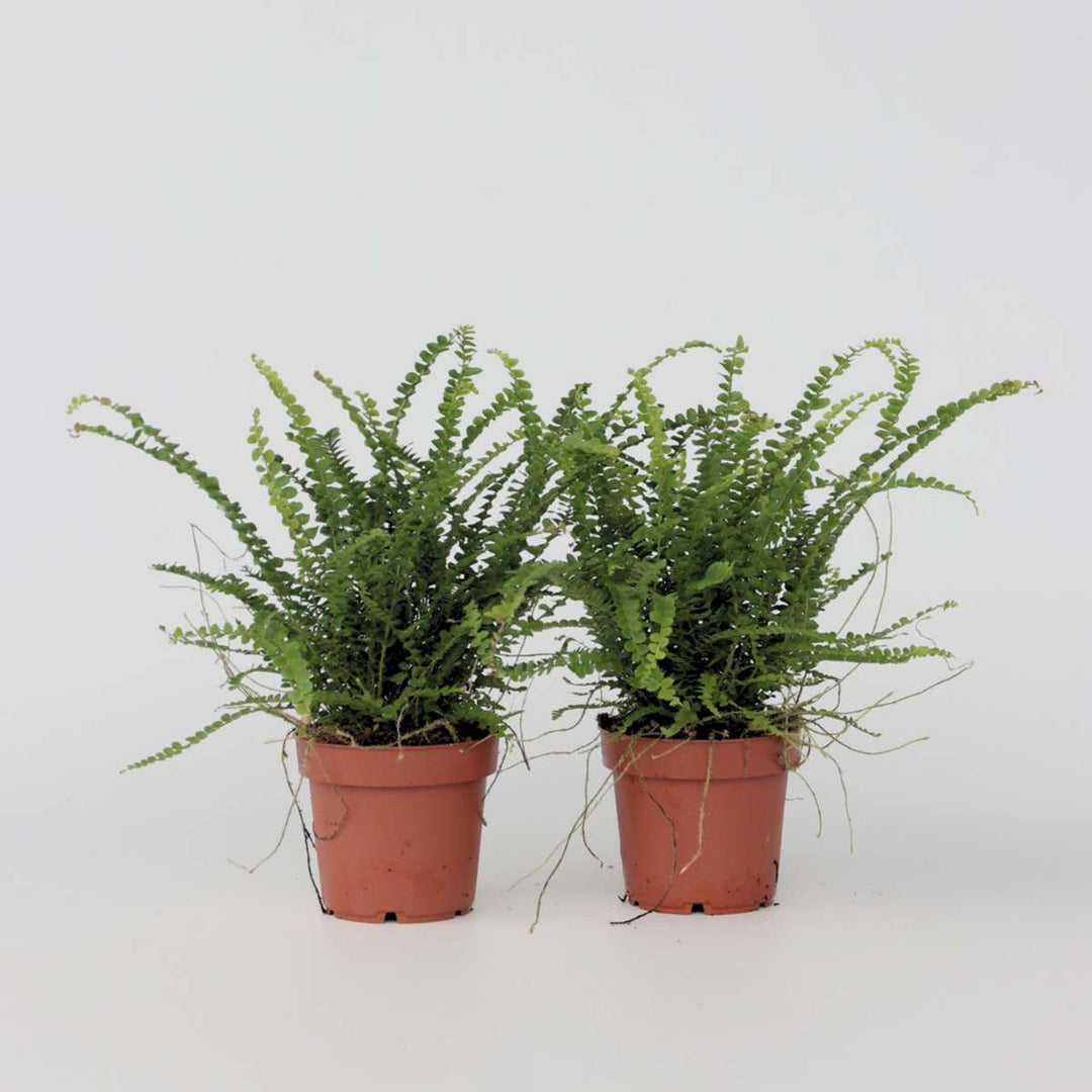 Nephrolepis Duffi - Krulvaren - Set van 2