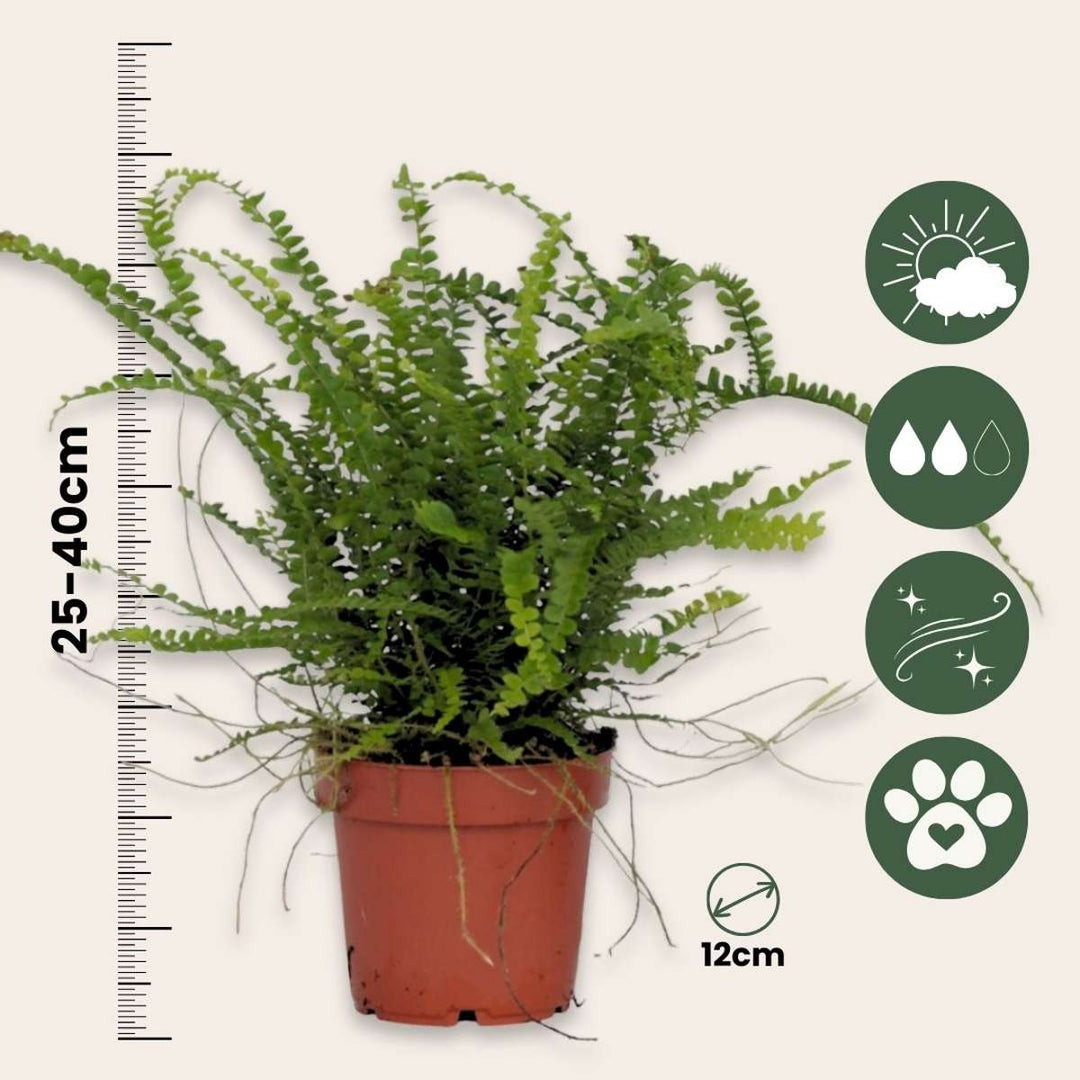 Nephrolepis Duffi - Krulvaren - Set van 2 - FloraStore